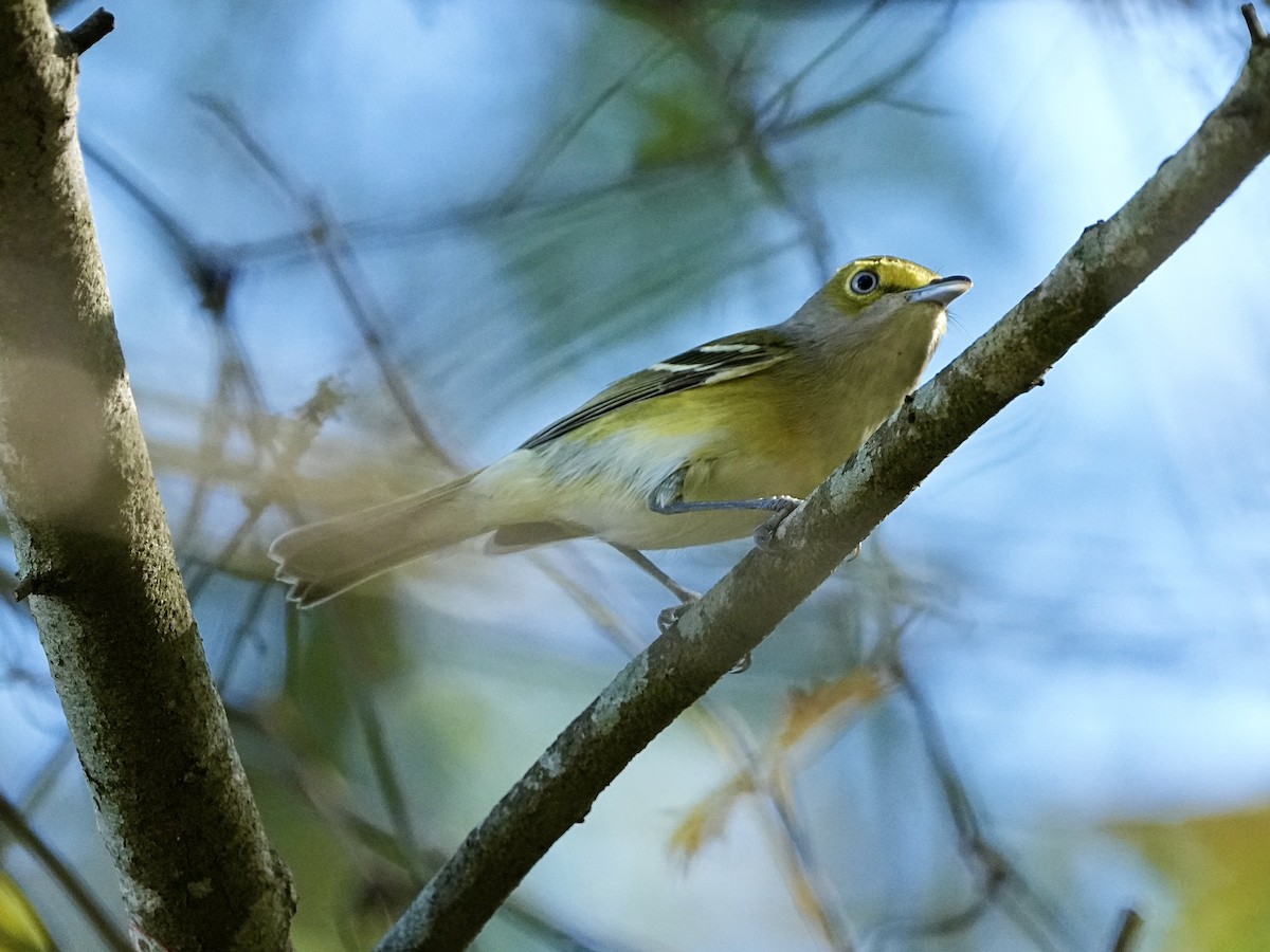 White-eyed Vireo - ML645661105