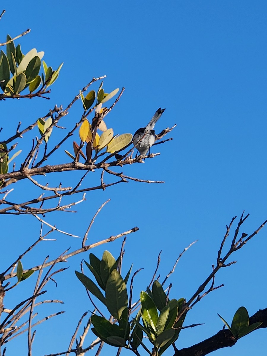 Blue-gray Gnatcatcher - ML645661108