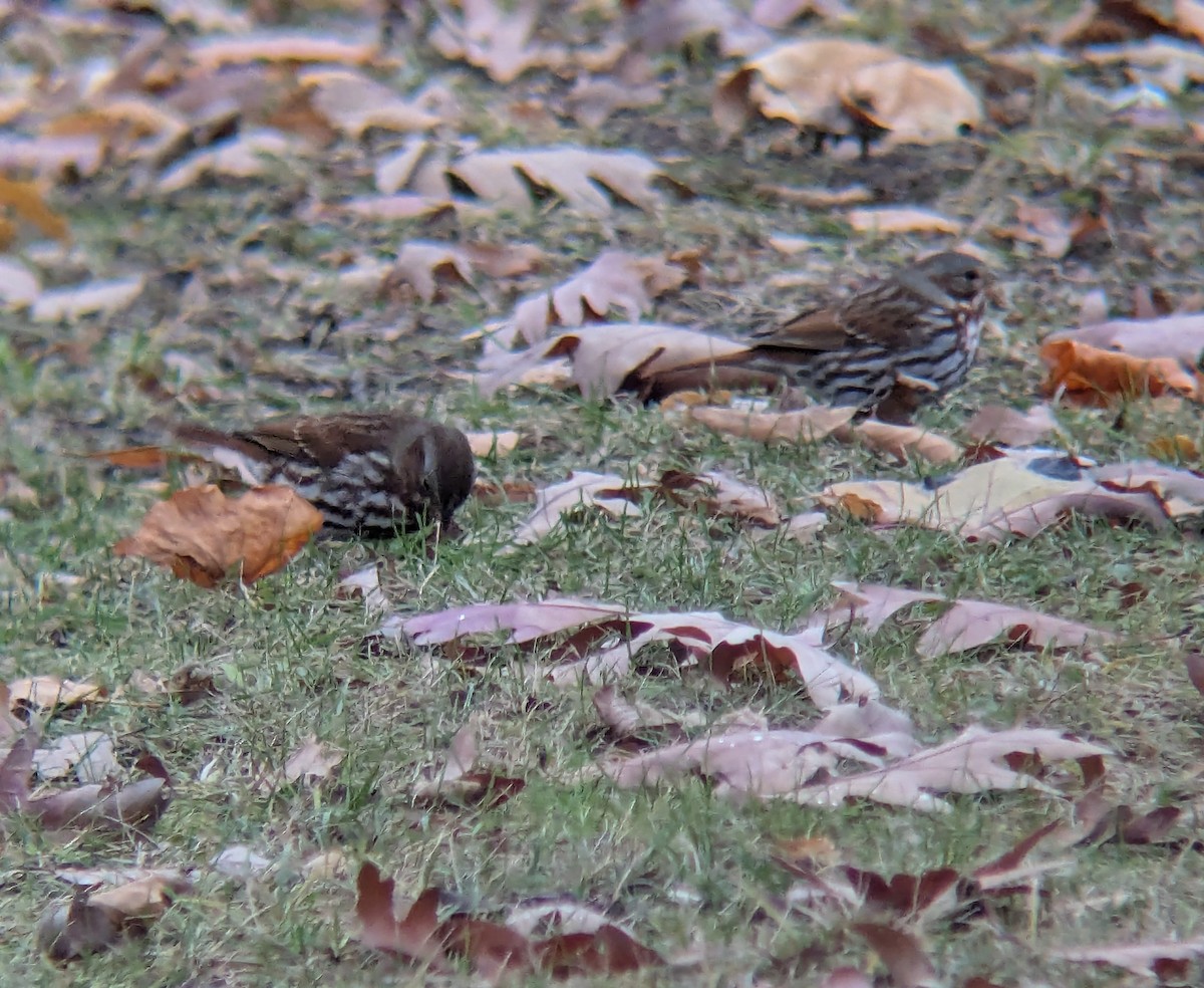 Fox Sparrow - ML645661110