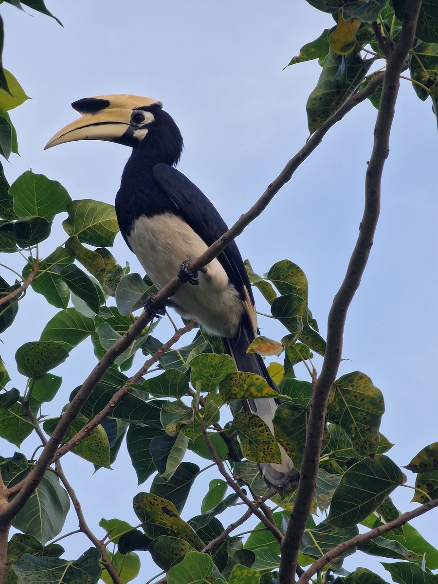 Oriental Pied-Hornbill - ML645661111