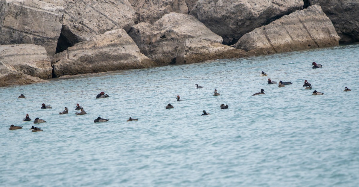 Porrón Americano - ML645661113