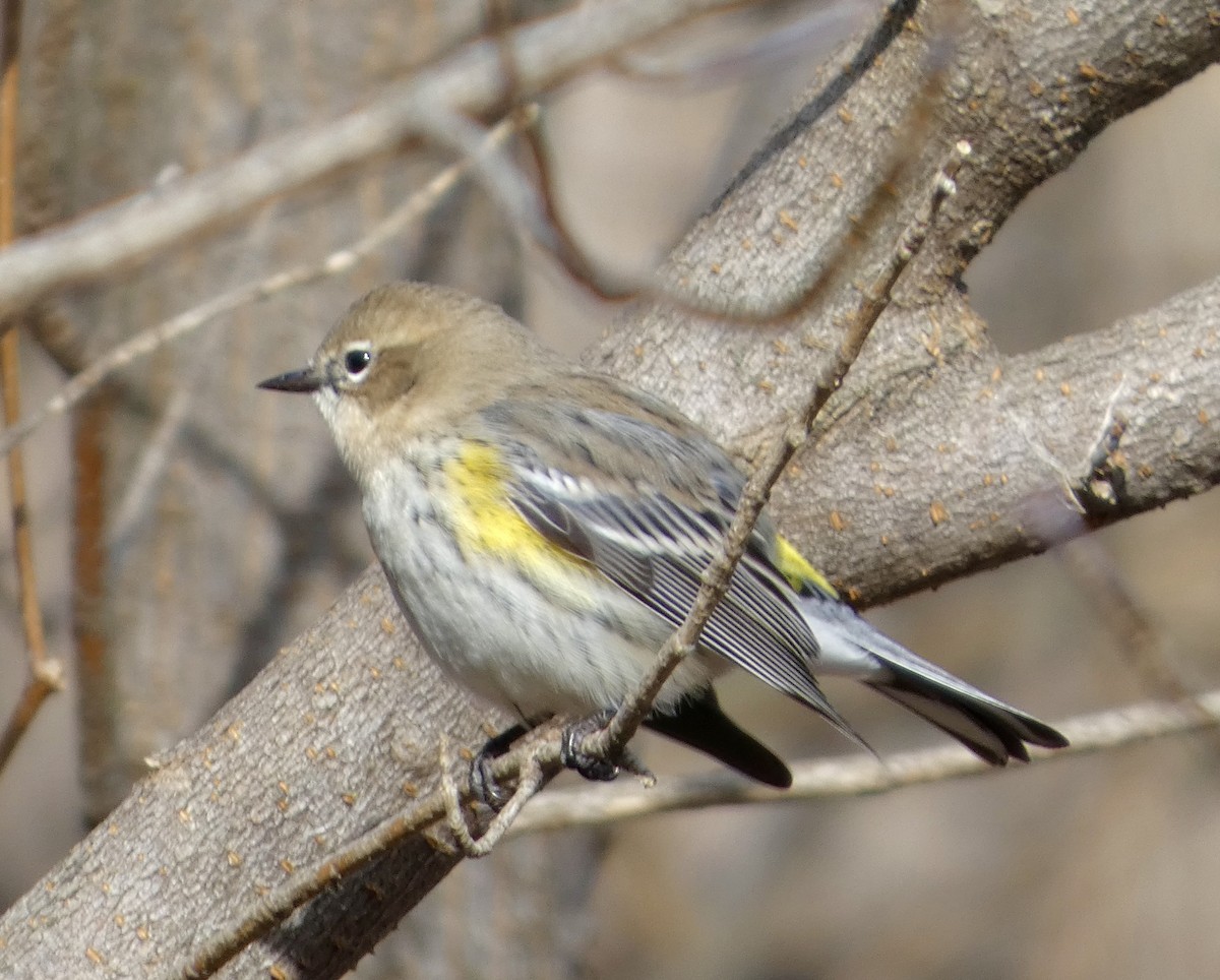 Yellow-rumped Warbler - ML645661114