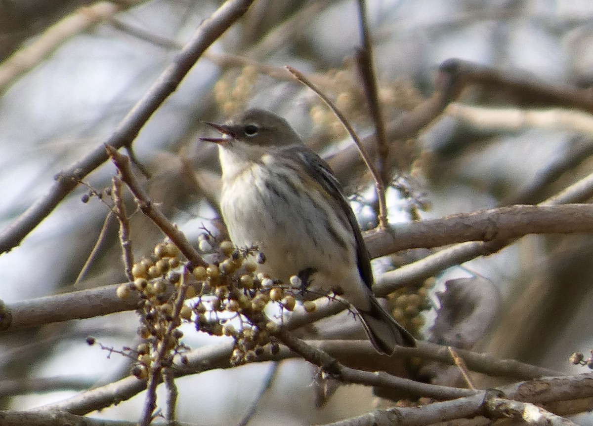 Yellow-rumped Warbler - ML645661115