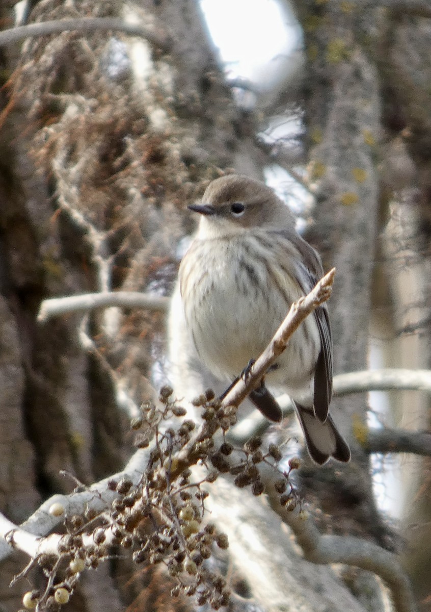 Yellow-rumped Warbler - ML645661116