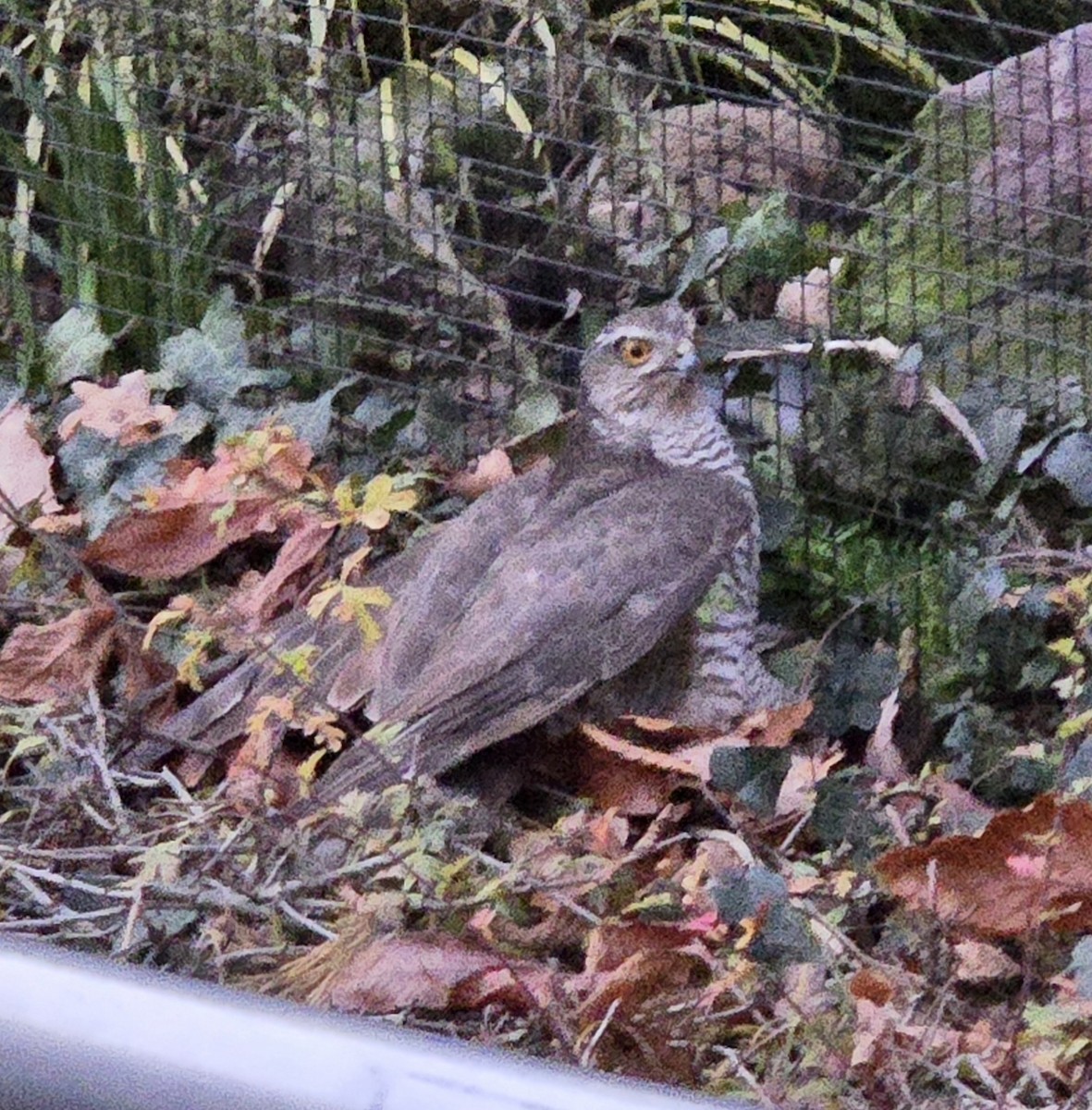 Gavilán Común - ML645661117