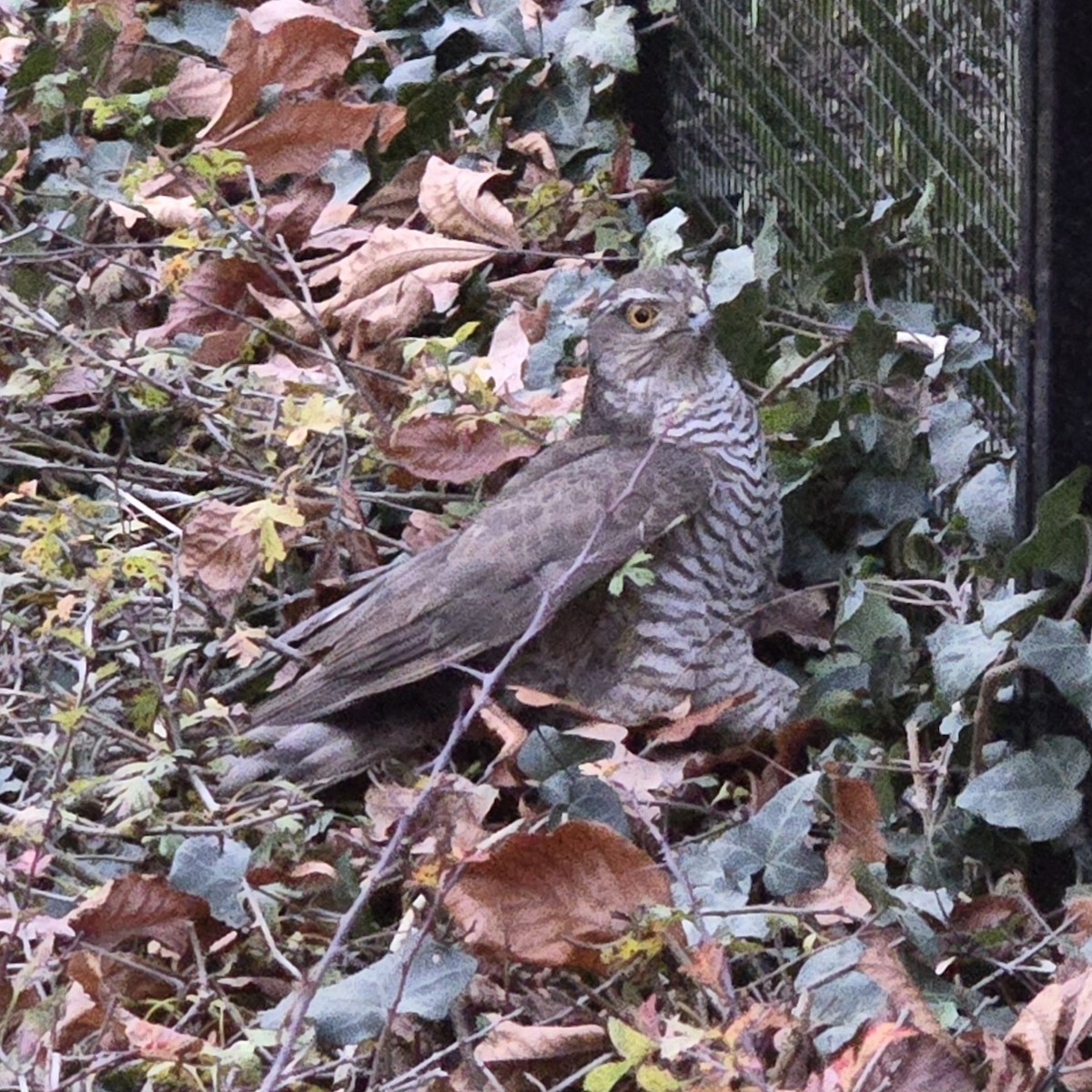 Gavilán Común - ML645661119