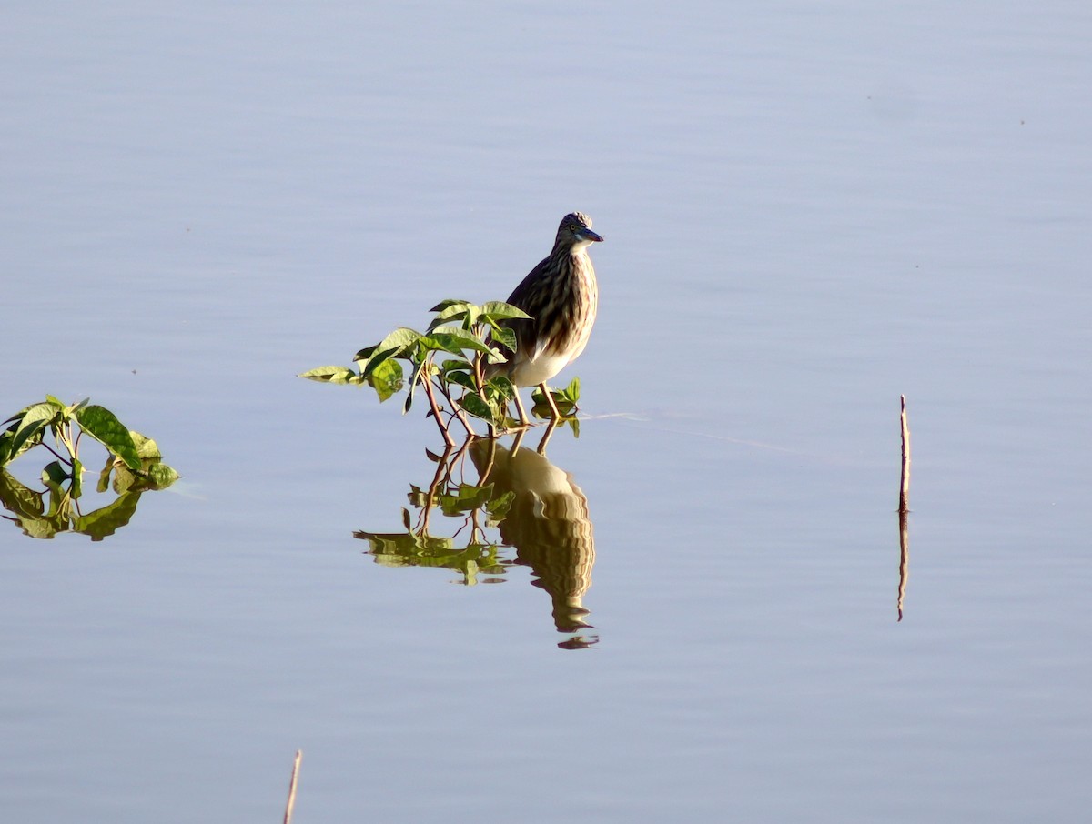 Indian Pond-Heron - ML645661122