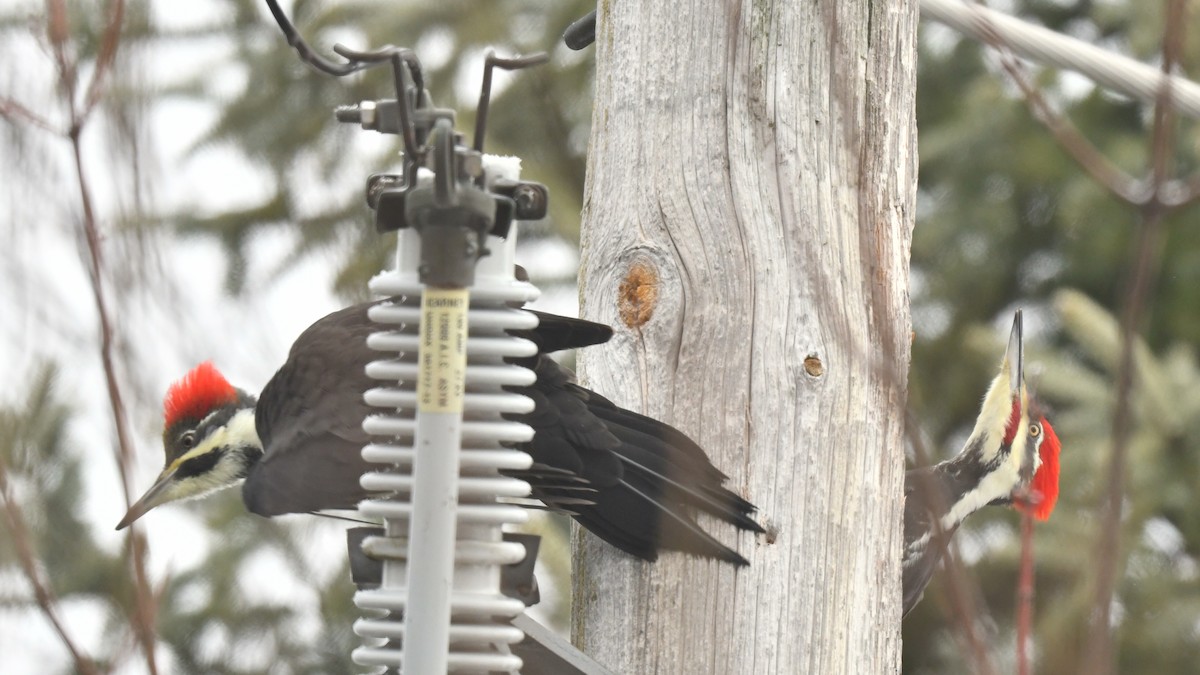 Picamaderos Norteamericano - ML645661124