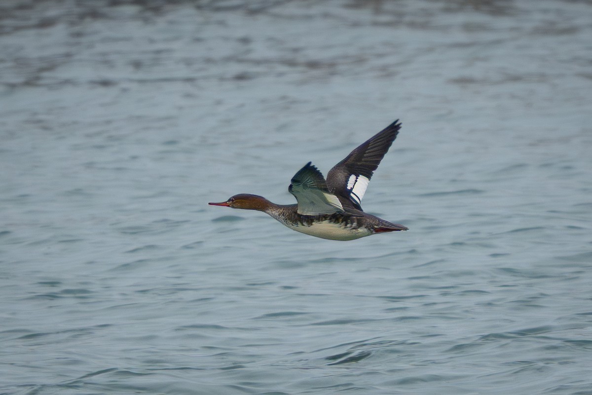 Serreta Mediana - ML645661125