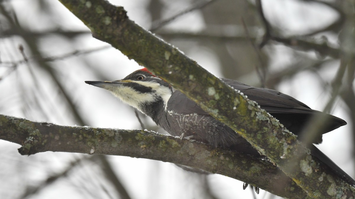 Picamaderos Norteamericano - ML645661128