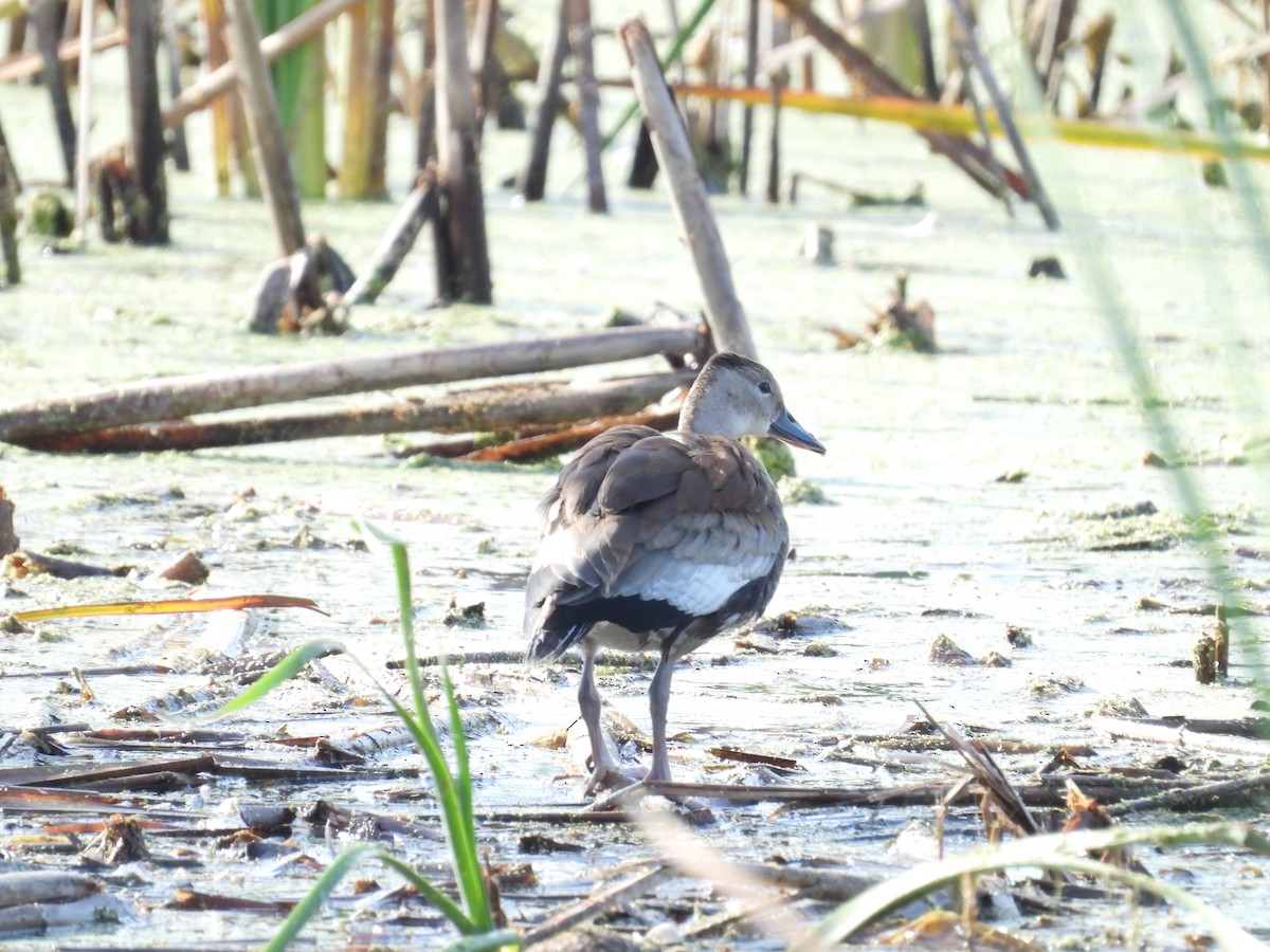 Suirirí Piquirrojo - ML645661129