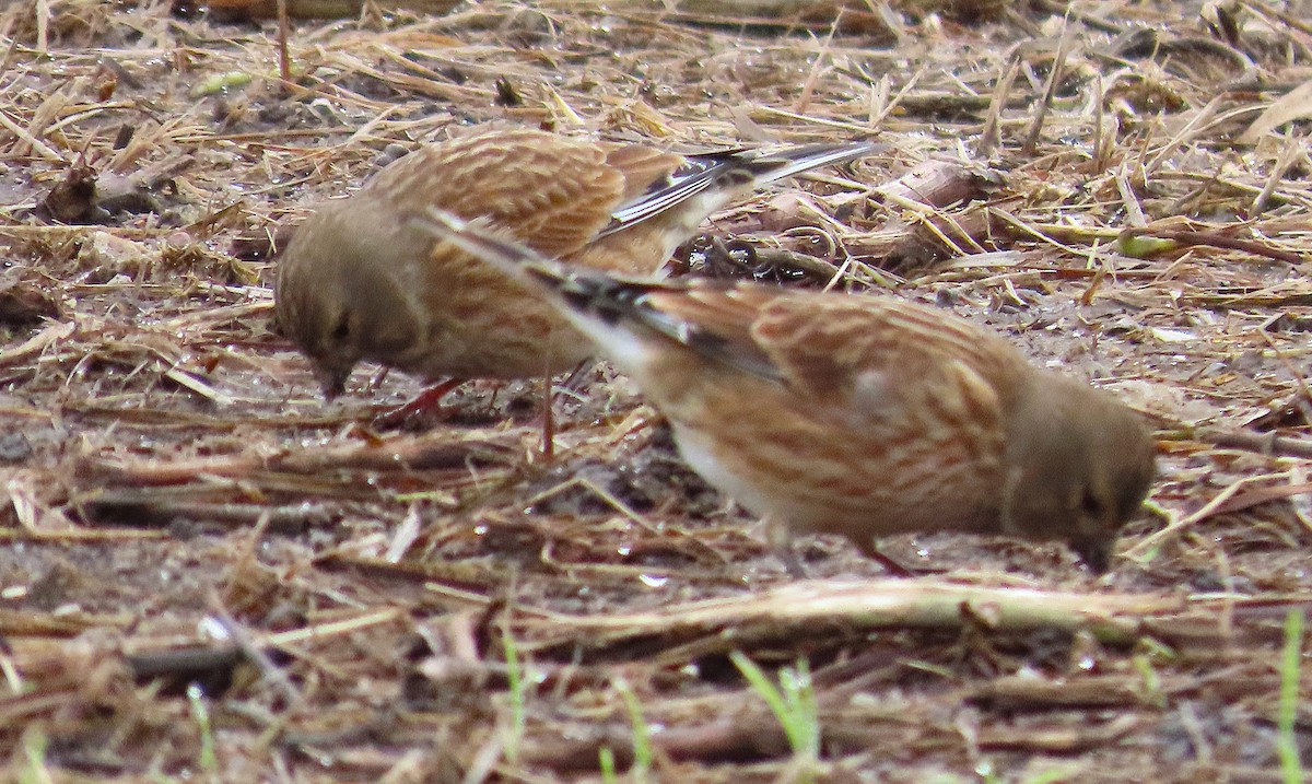 Pardillo Común - ML645661130