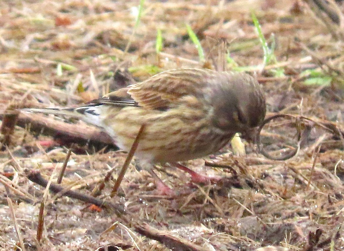 Pardillo Común - ML645661132