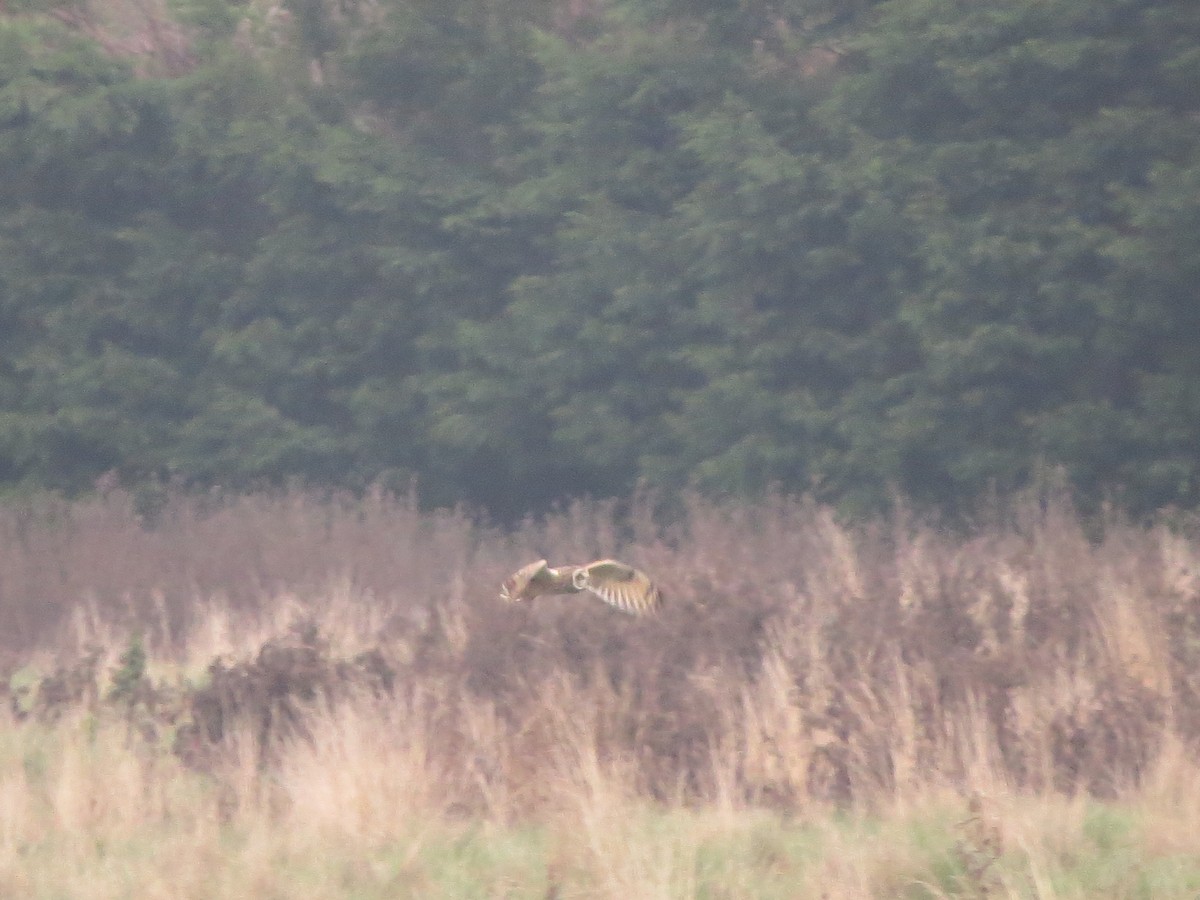 Búho Campestre - ML645661135