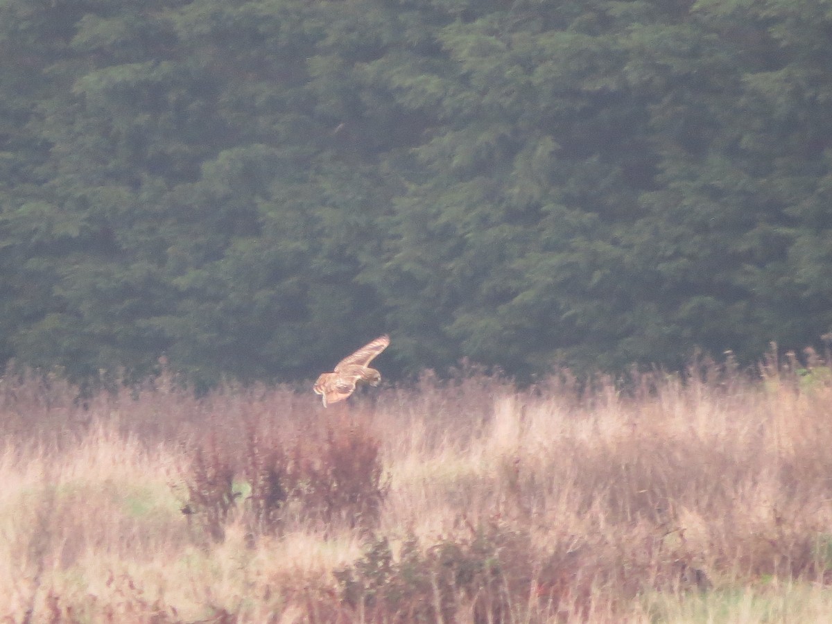 Búho Campestre - ML645661136