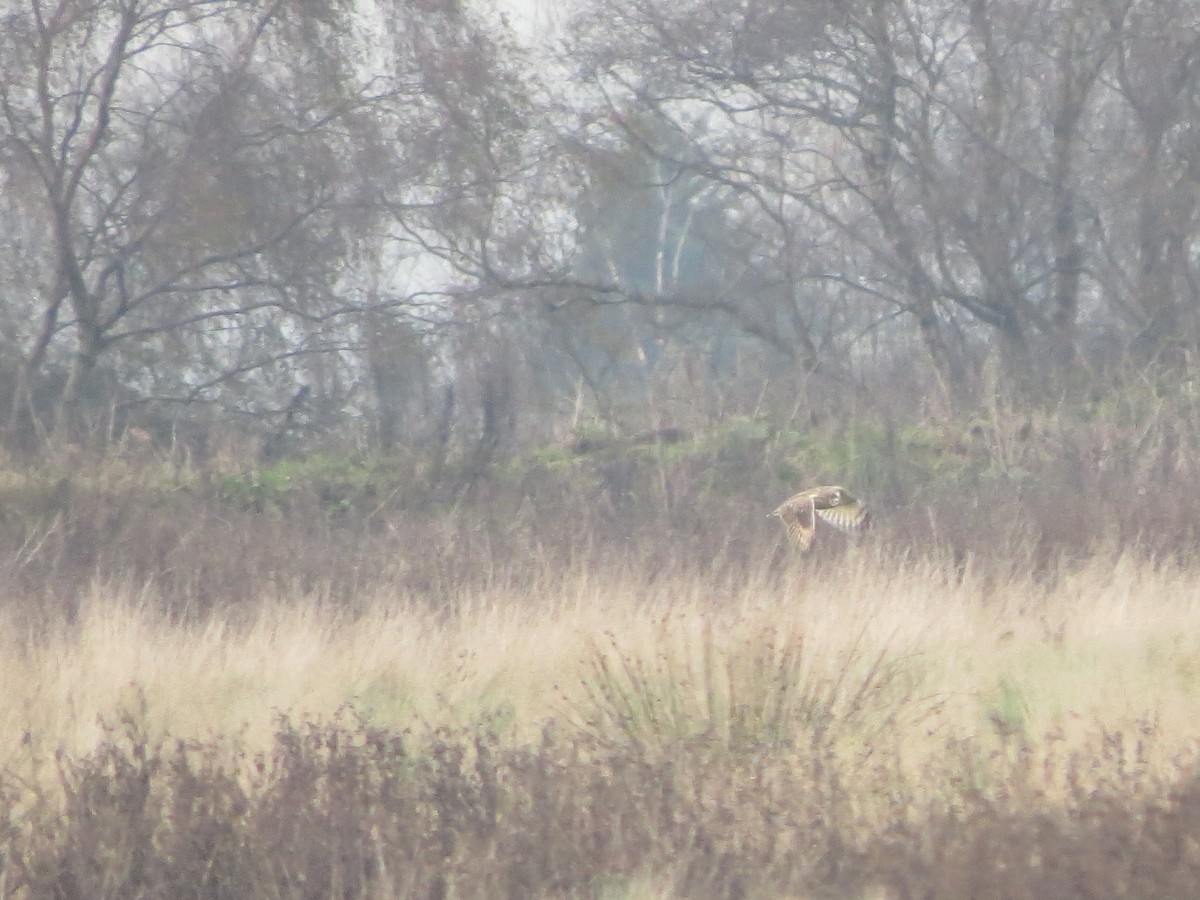 Búho Campestre - ML645661137