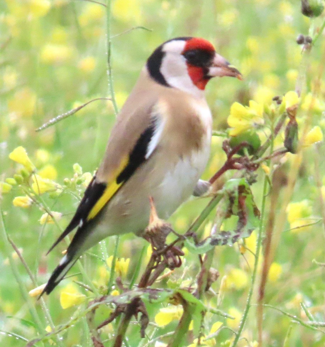 Jilguero Europeo - ML645661138