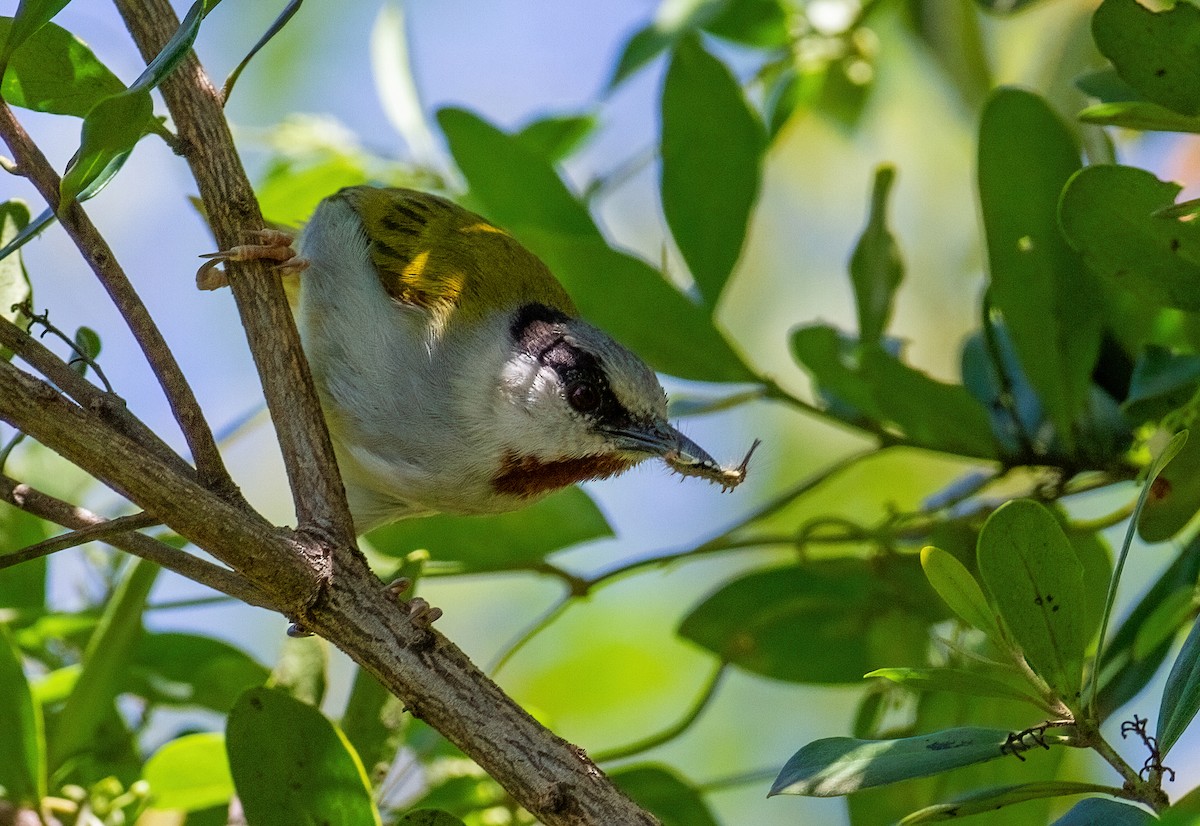 Eminia - ML645661140