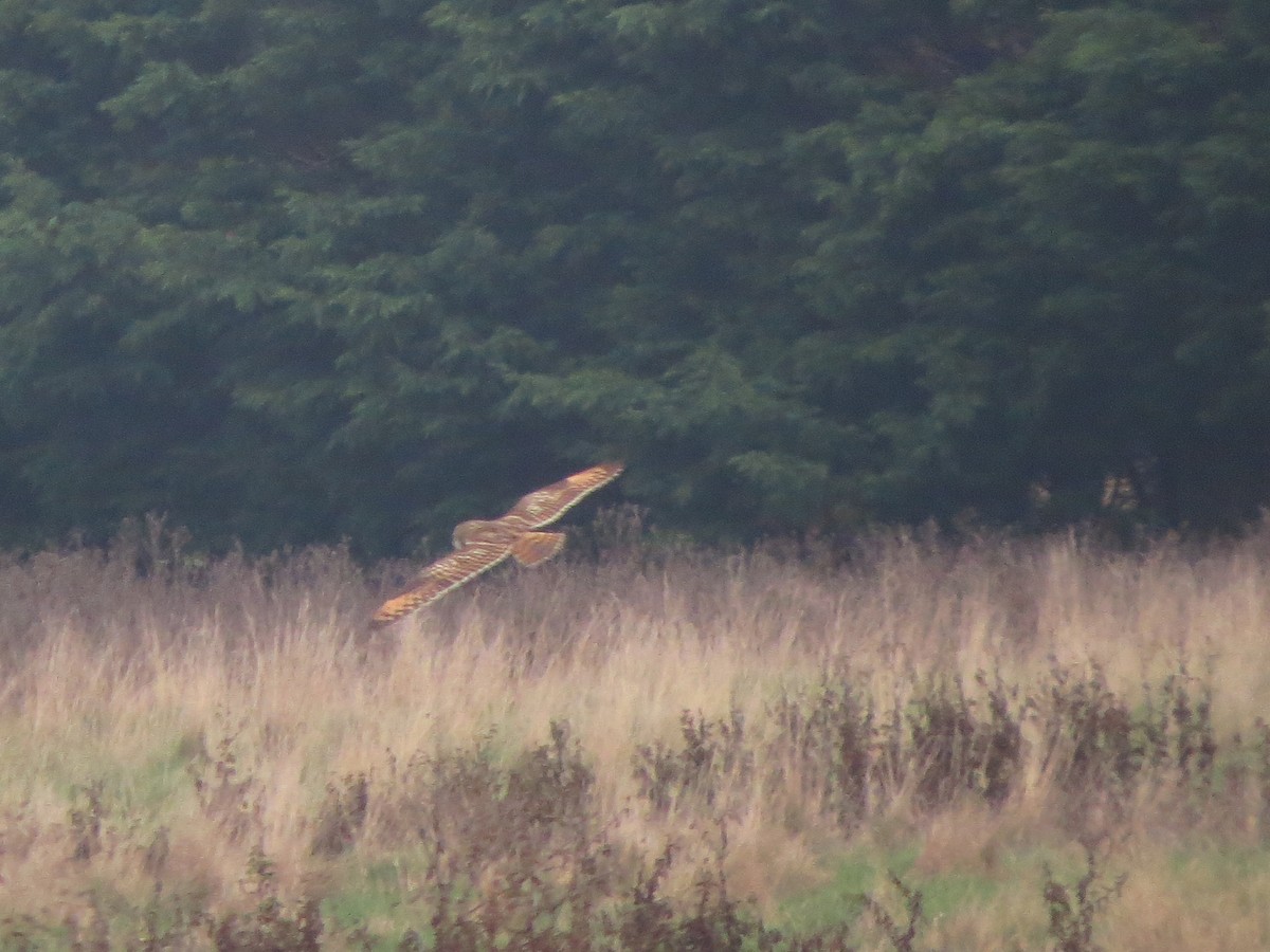 Búho Campestre - ML645661141