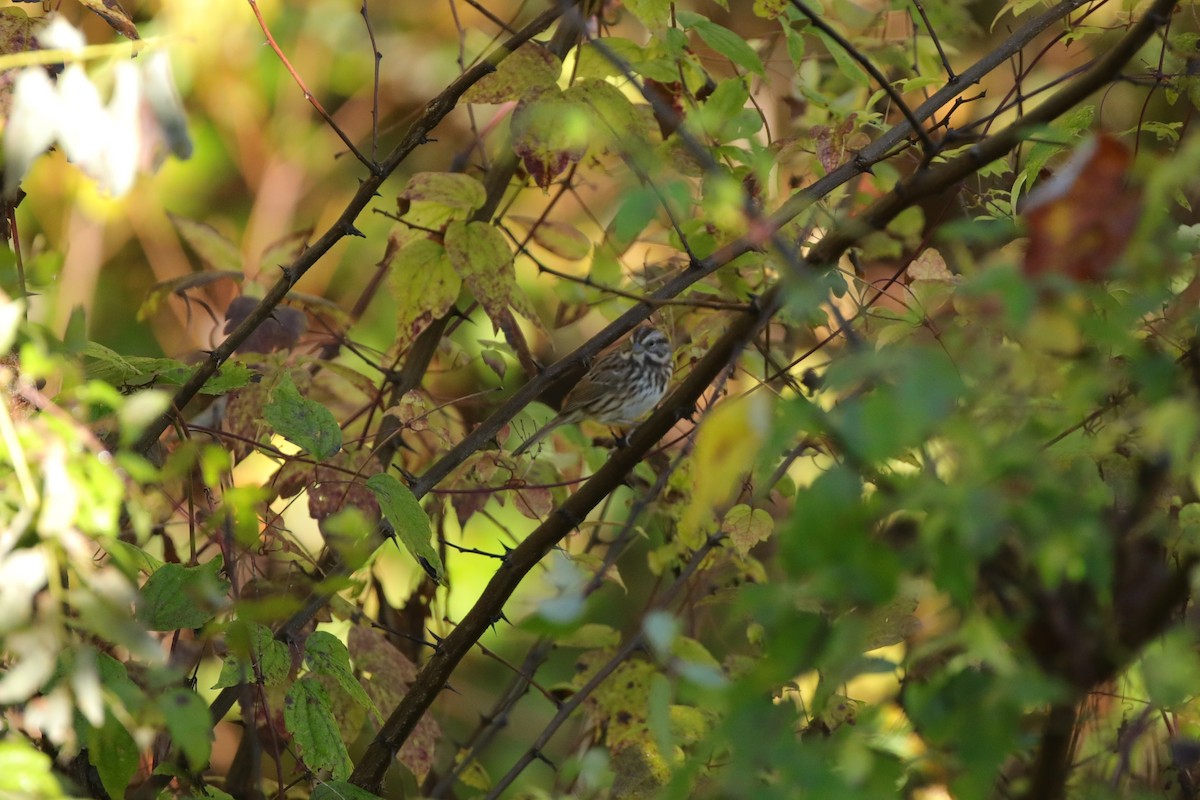 Chingolo Cantor - ML645661145