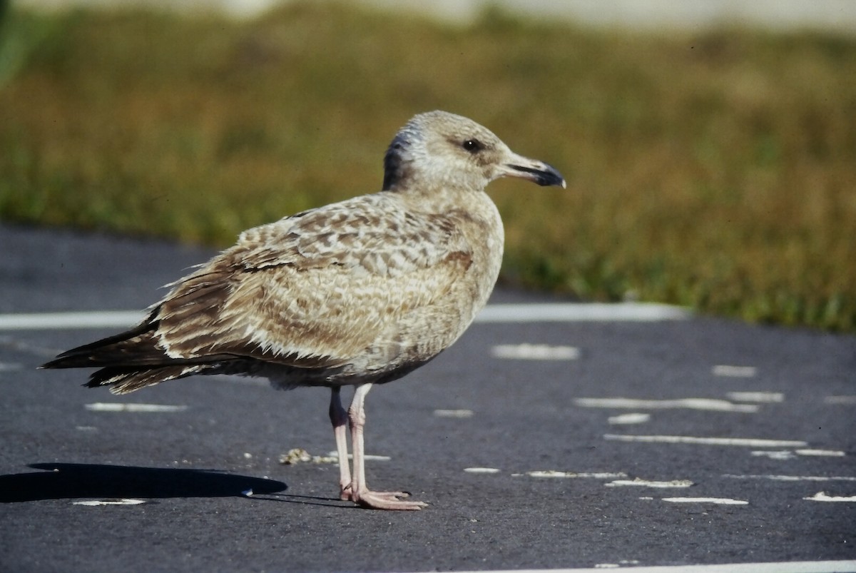 Gaviota Argéntea Americana - ML645661146