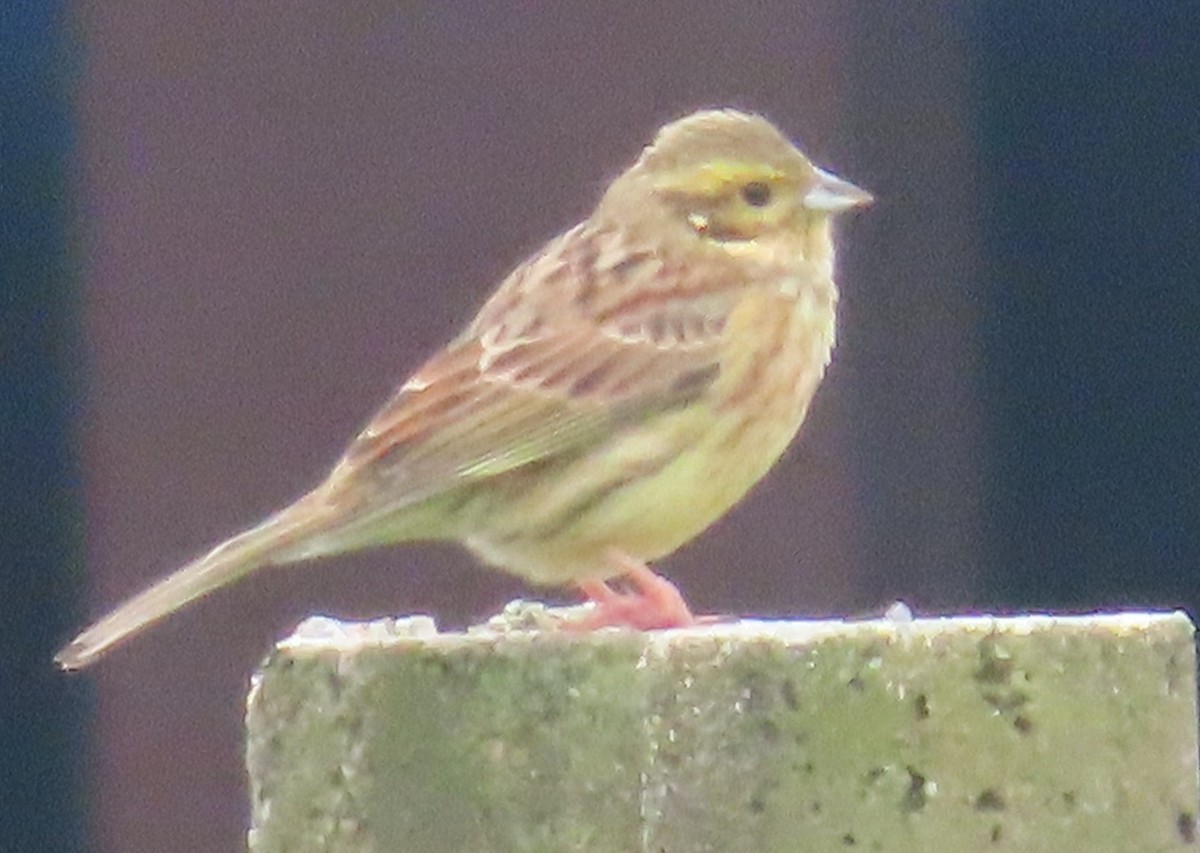 Escribano Soteño - ML645661147