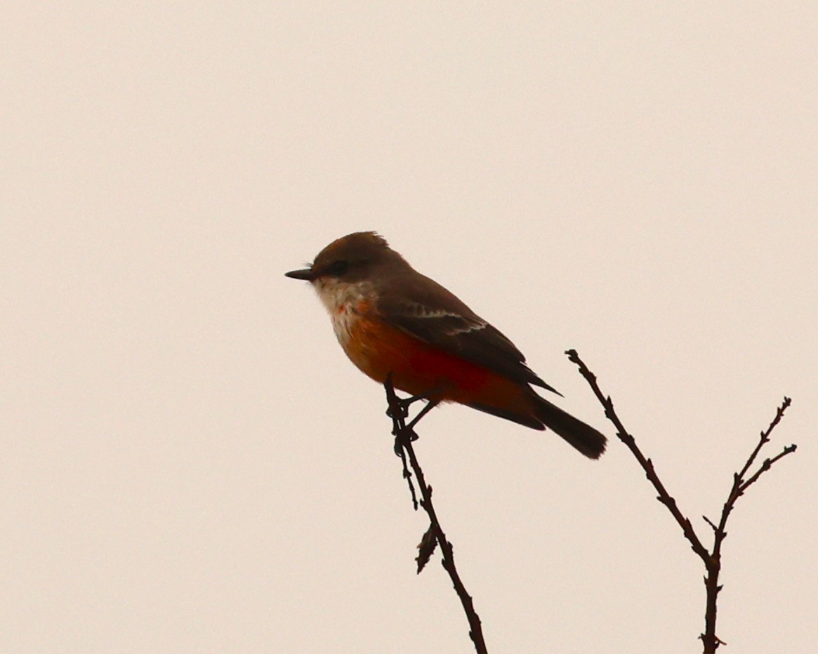 Mosquero Cardenal - ML645661151