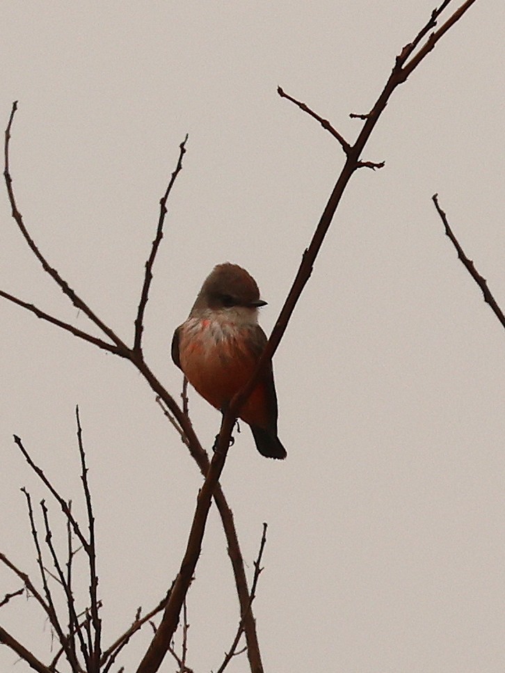 Mosquero Cardenal - ML645661152