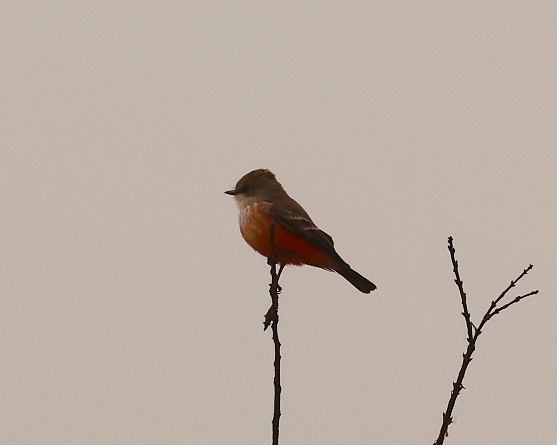 Mosquero Cardenal - ML645661153