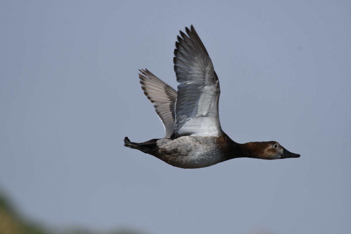 Porrón Europeo - ML645661155