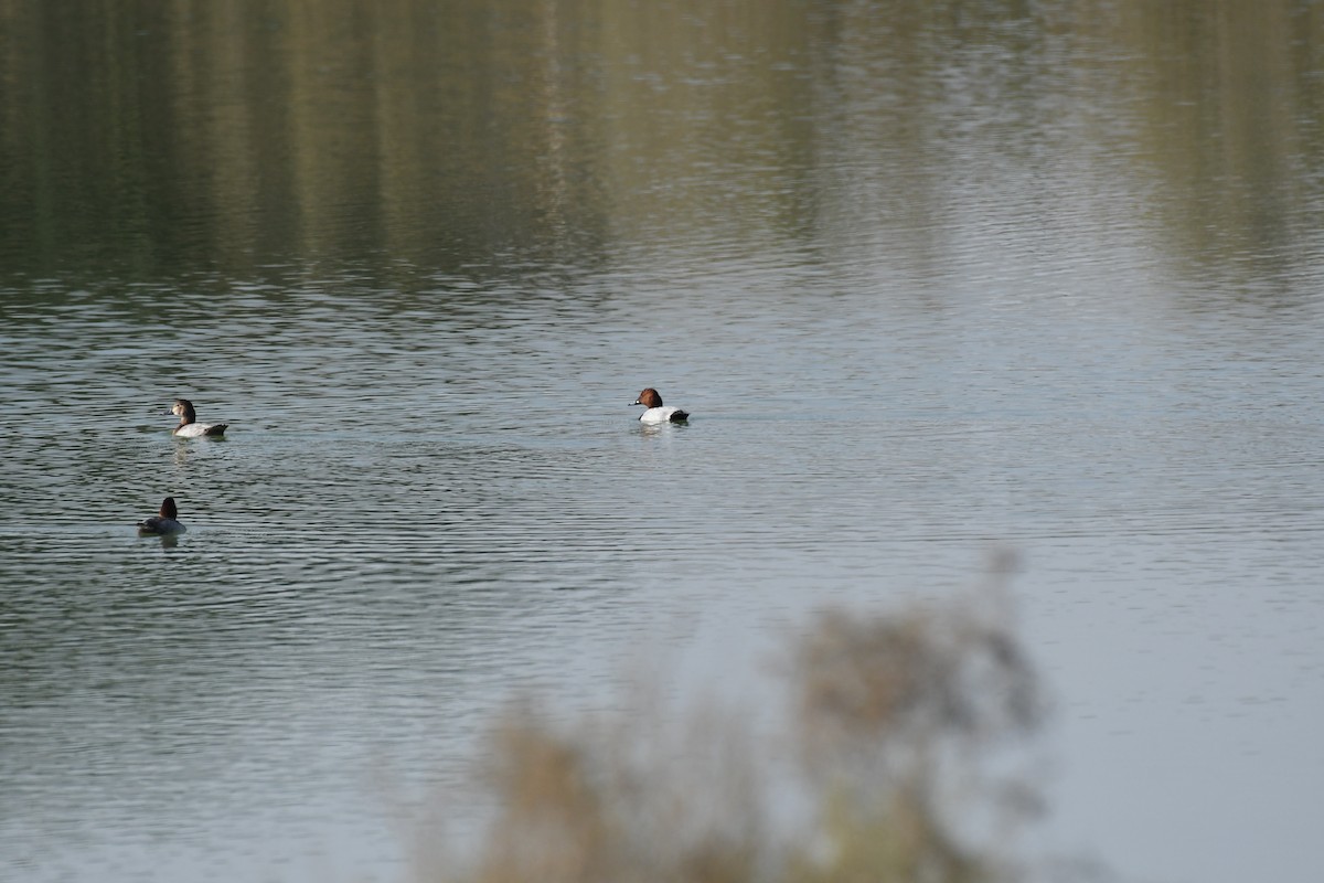 Porrón Europeo - ML645661156