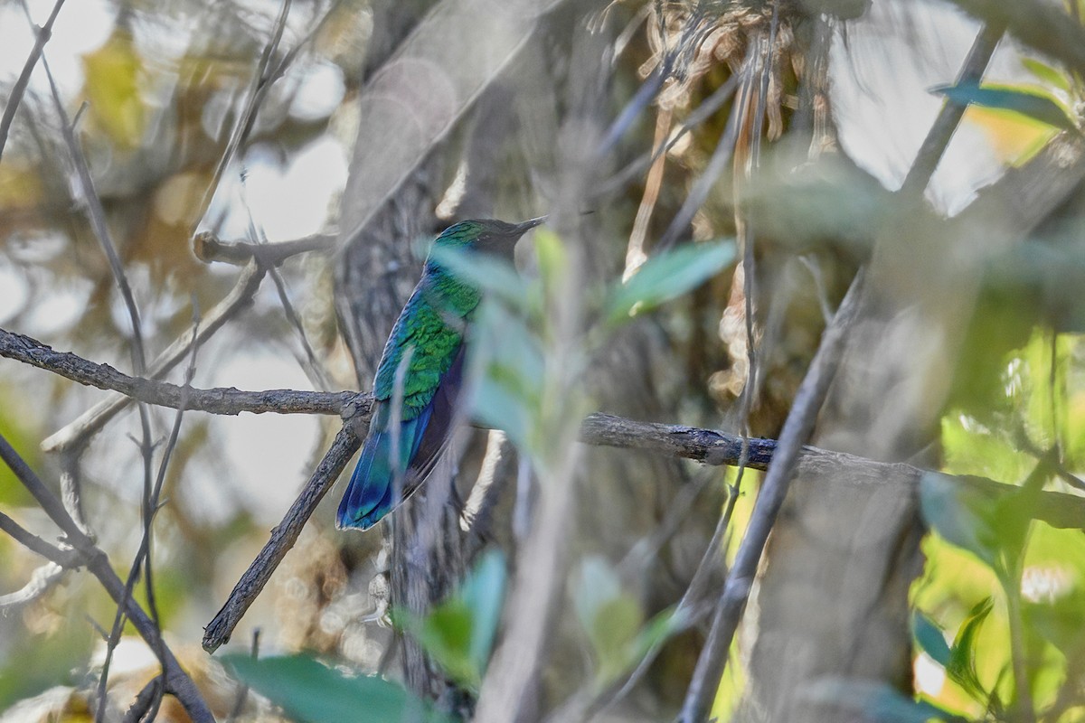 Colibrí Verdemar Mexicano - ML645661157