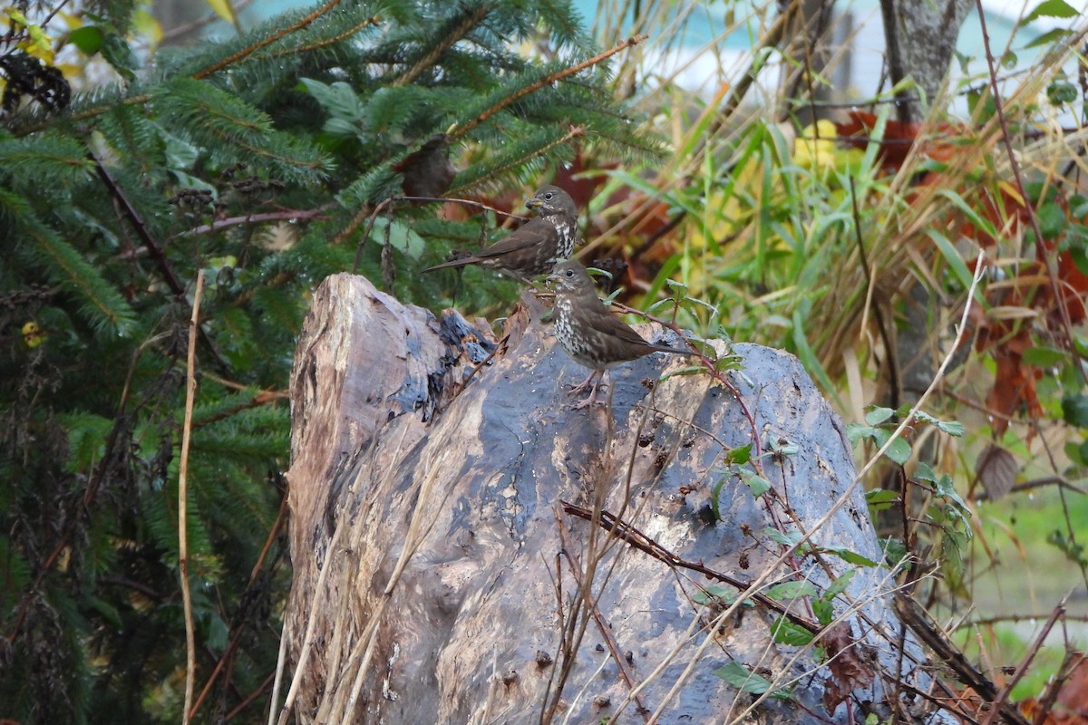 Fox Sparrow (Sooty) - ML645661166