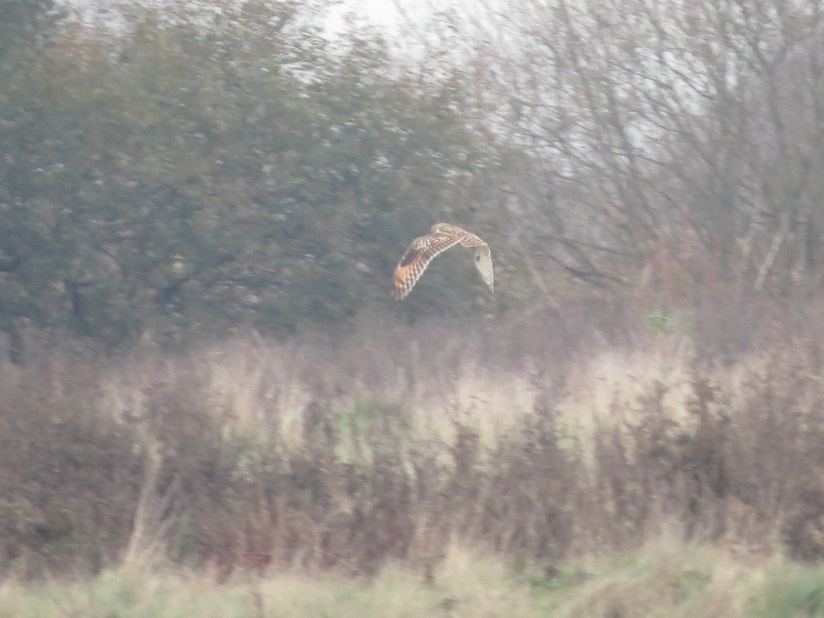 Short-eared Owl - ML645661168