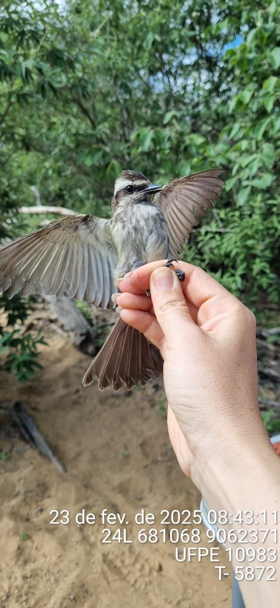 Variegated Flycatcher - ML645661180