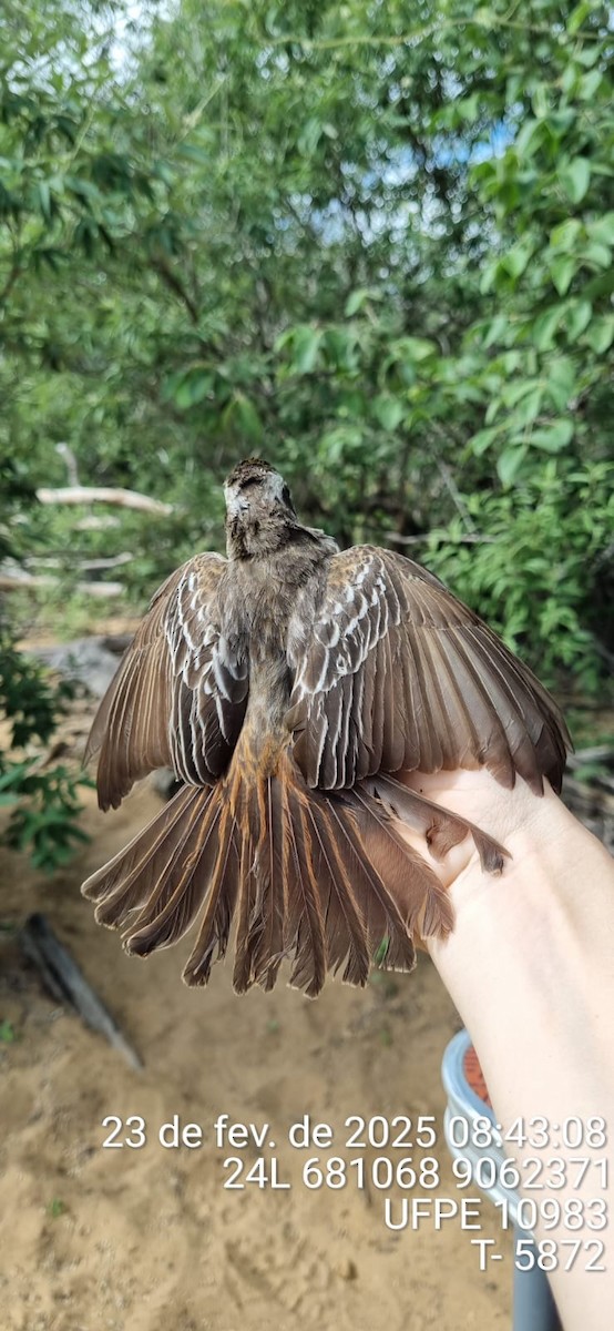 Variegated Flycatcher - ML645661181