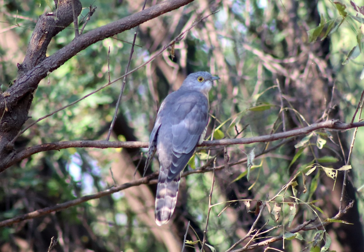 Common Hawk-Cuckoo - ML645661182