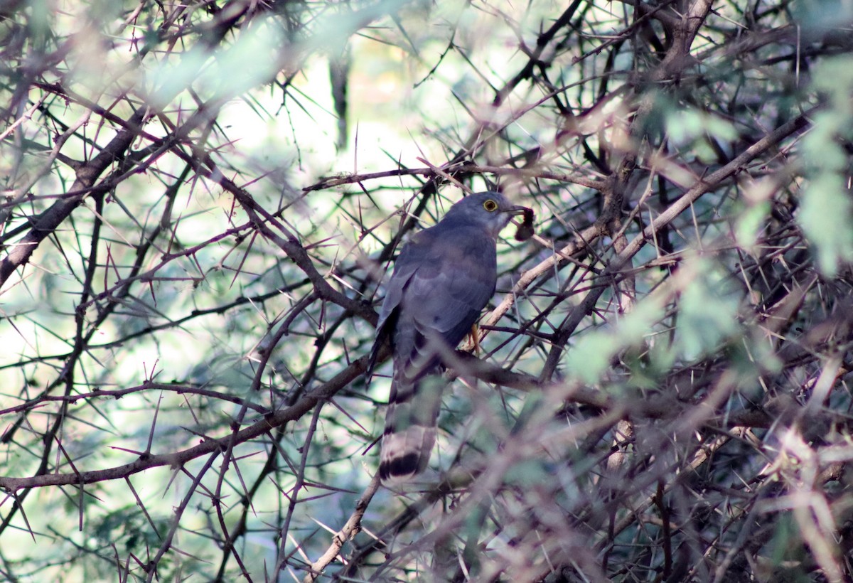 Common Hawk-Cuckoo - ML645661183