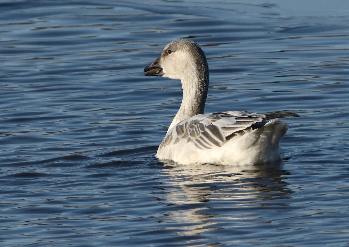 Snow Goose - ML645661185
