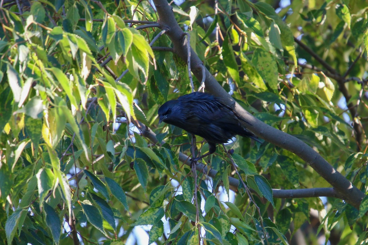 זרזיר שחור - ML645661187