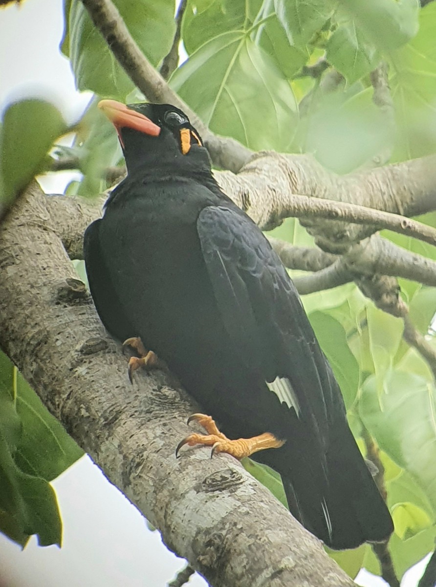 Common Hill Myna - ML645661192