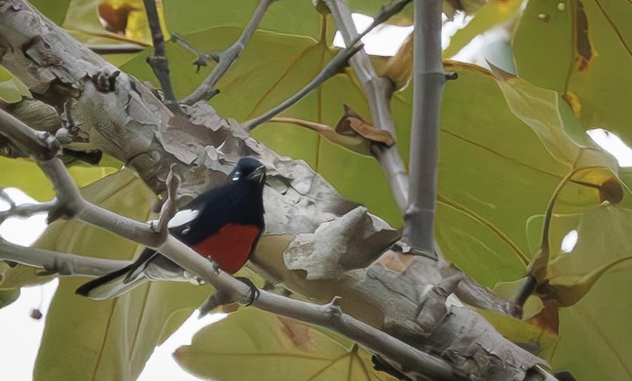 Painted Redstart - ML645661196