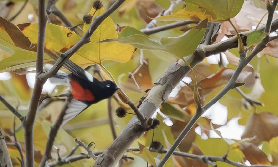 Painted Redstart - ML645661197
