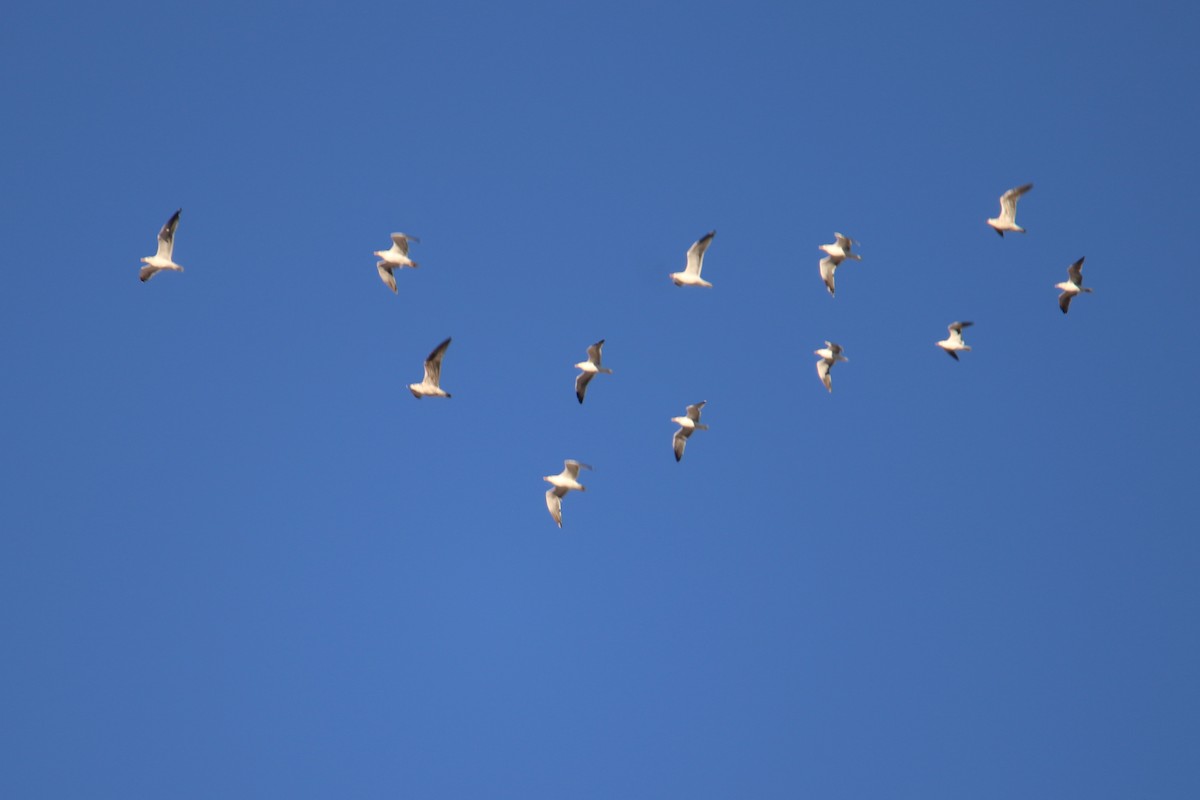 gull sp. - ML645661198