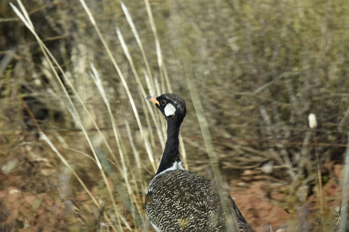 drop bělolící - ML645661200