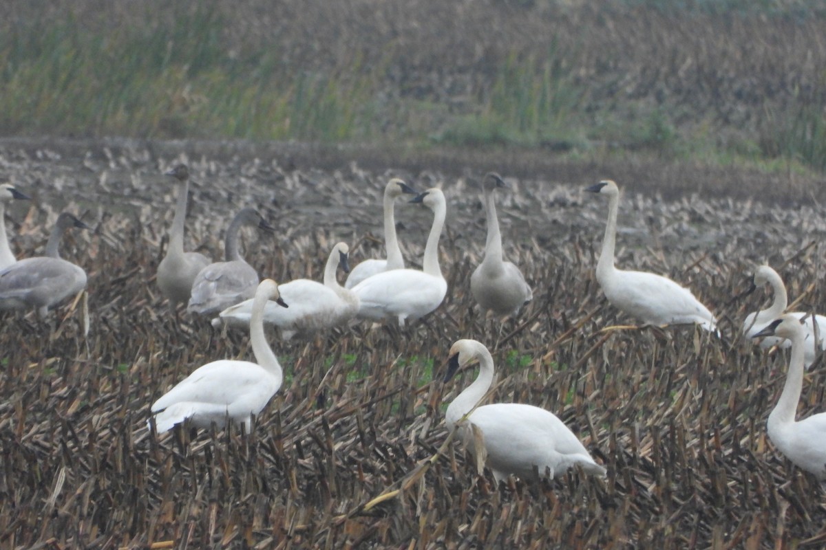 Trumpeter Swan - ML645661202