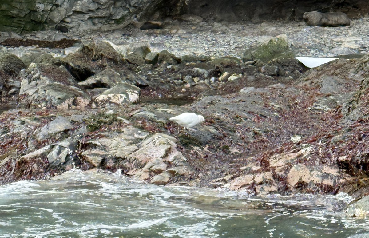 Snowy Sheathbill - ML645661224