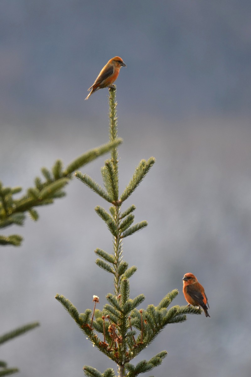 Red Crossbill - ML645661238