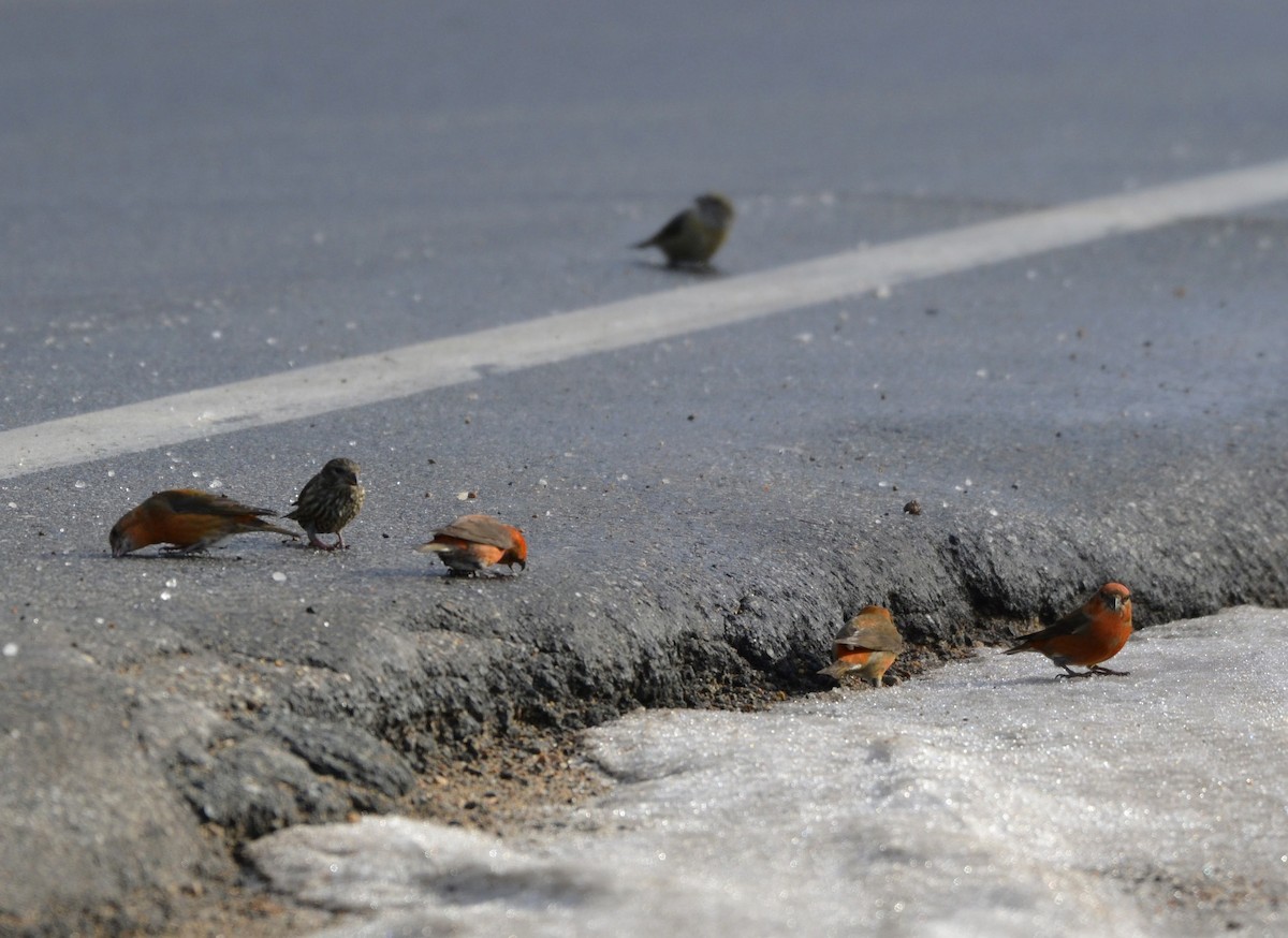 Red Crossbill - ML645661251