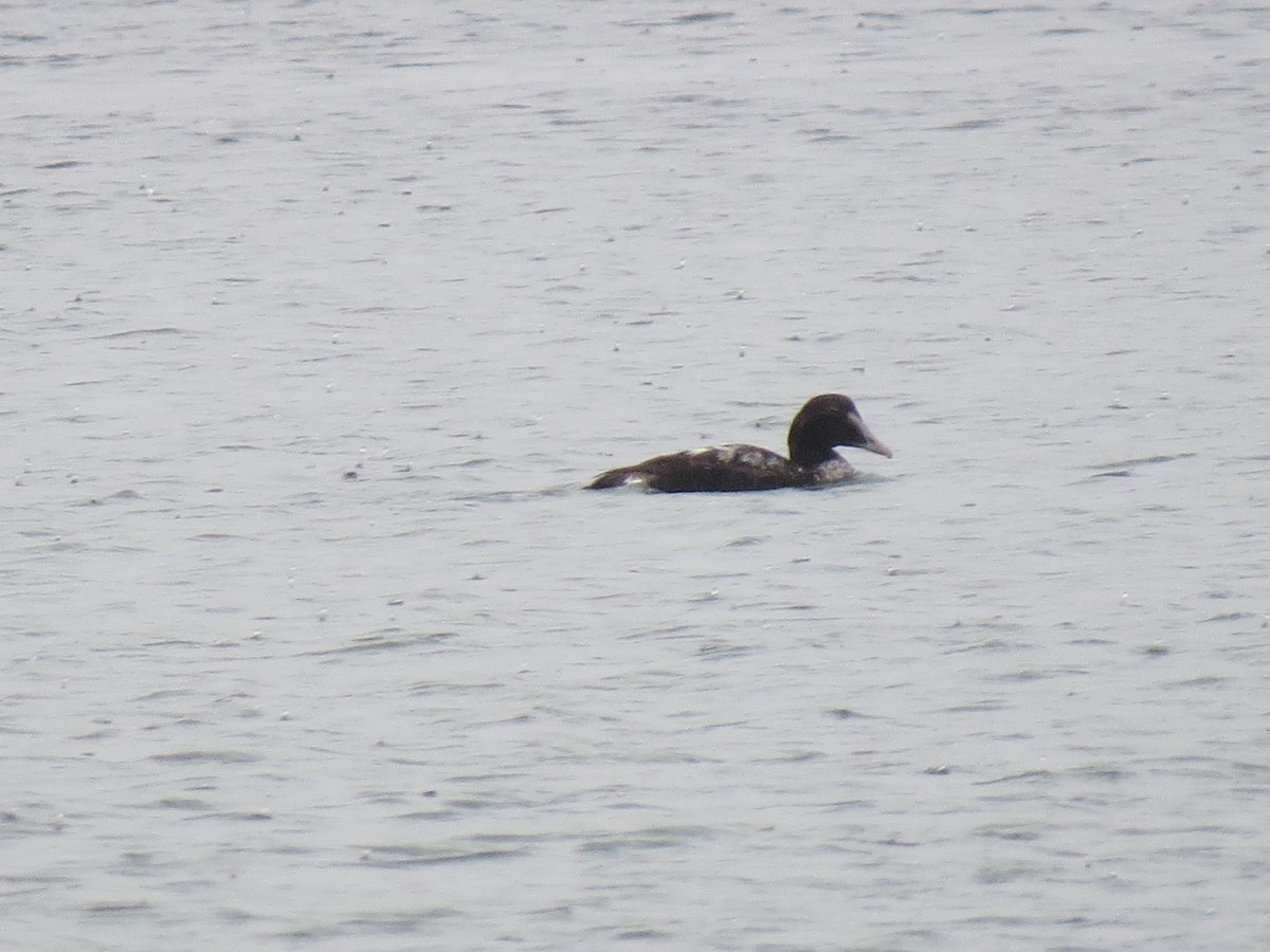 Common Eider - ML645661254